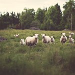 پروژه مجزا  – گالری