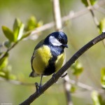 پروژه مجزا – اسلایدر دیگر